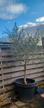 Olijfboom met grote pot, Tuin en Terras, Planten | Bomen, Bloeit niet, 100 tot 250 cm, Olijfboom, Ophalen
