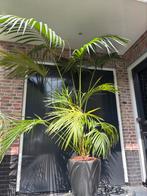 Schitterdende palm met verrijdbare grijze pot en aqua system, Volle zon, Ophalen of Verzenden, 100 tot 250 cm, Zomer