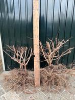 Veldopruiming diverse soorten Hydrangea Paniculata, Tuin en Terras, Planten | Struiken en Hagen, Ophalen, Hortensia, Struik, Minder dan 100 cm