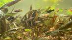 Chocolate mollies, Dieren en Toebehoren, Vissen | Aquariumvissen, Vis
