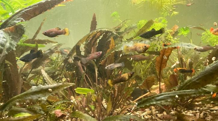 Chocolate mollies, Dieren en Toebehoren, Vissen | Aquariumvissen, Vis