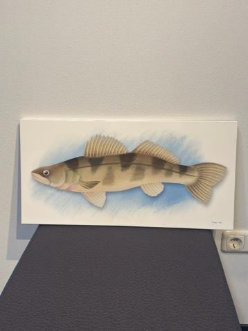 Grote keramische wandtegel – Baars vis | 30x60 cm | uniek beschikbaar voor biedingen