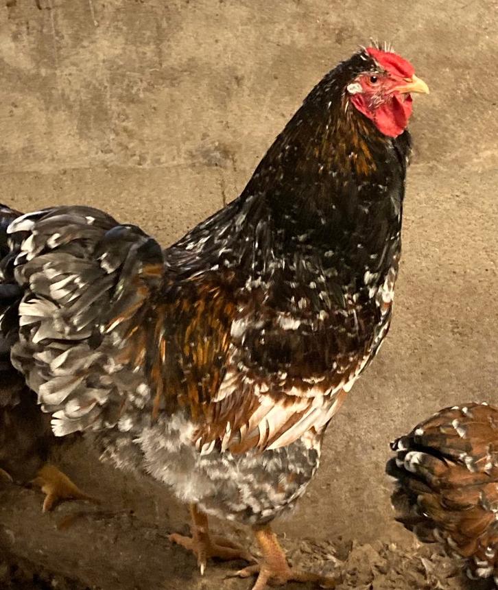 wyandotte groot tollbunt broedeieren, Dieren en Toebehoren, Pluimvee, Kip, Geslacht onbekend