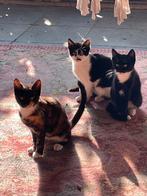 Jonge boerderij poesjes, kittens, Dieren en Toebehoren, Katten en Kittens | Overige Katten, Meerdere dieren, Kortharig, 0 tot 2 jaar