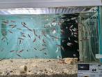 Neon Tetra, Paracheirodon Innesi, Vis, Zoetwatervis