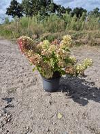 Laagblijvende pluimhortensia Petite Lantern, Ophalen of Verzenden, Hortensia, Struik, Minder dan 100 cm