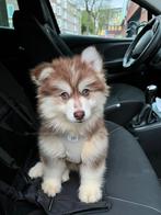 Dek reu Pomsky (niet te koop), Dieren en Toebehoren, 15 weken tot 1 jaar, Reu, Rabiës (hondsdolheid), Eén hond