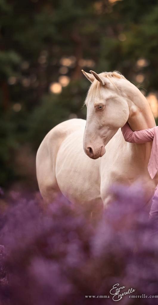 Onwijs lieve en bijzondere verschijning, Dieren en Toebehoren, Paarden, Ruin, 165 tot 170 cm, 3 tot 6 jaar, Dressuurpaard, Met stamboom