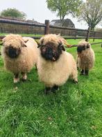 Walliser zwartneusschaap, Dieren en Toebehoren, Schapen, Geiten en Varkens, Vrouwelijk, Schaap