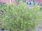 Heggen planten, Ophalen, Overige soorten, Haag, Minder dan 100 cm