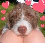 Rond 24 mei puppy's verwacht, Dieren en Toebehoren, Honden | Niet-rashonden, 8 tot 15 weken, Meerdere, Meerdere dieren, Nederland