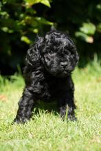 lieve doodle x dwergpoedel pups, Dieren en Toebehoren, Overige rassen, CDV (hondenziekte), 8 tot 15 weken, Meerdere