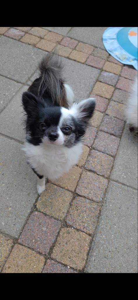 Chihuahua reutjes zoeken hun forever home., Dieren en Toebehoren, Honden | Chihuahua's en Gezelschapshonden, Reu, Chihuahua, Particulier