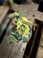 Philodendron Melanochrysum Variegata - Uniek!, Huis en Inrichting, Ophalen of Verzenden, Halfschaduw, Minder dan 100 cm