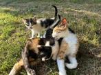 Kittens Gratis af te halen, Dieren en Toebehoren, Geslacht onbekend, Kortharig, 0 tot 2 jaar