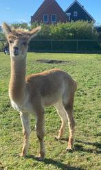 Te Koop: Alpaca hengstje Klaas (05/12/2023), Dieren en Toebehoren, December, Meerdere dieren