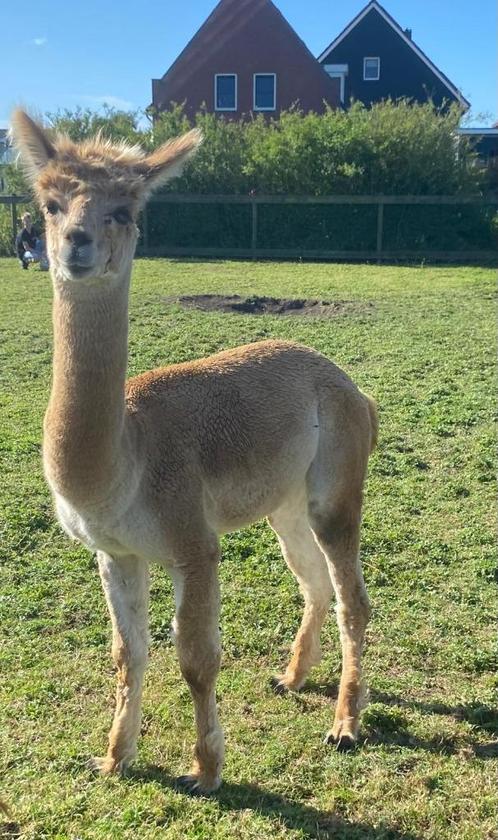 Te Koop: Alpaca hengstje Klaas (05/12/2023), Dieren en Toebehoren, Overige Dieren, Meerdere dieren, December