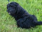 Nog 1 Bernedoodle reutje beschikbaar, Reu, CDV (hondenziekte), 8 tot 15 weken, Meerdere
