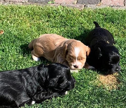 Klein blijvende Boomboo puppy’s verharen niet, Dieren en Toebehoren, Honden | Chihuahua's en Gezelschapshonden, Reu, Overige rassen