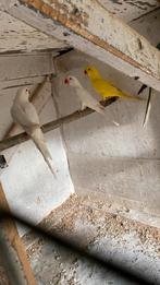 Halsband parkieten, Meerdere dieren, Parkiet