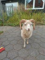 Quessant, Dieren en Toebehoren, Schapen, Geiten en Varkens, Mannelijk, Schaap