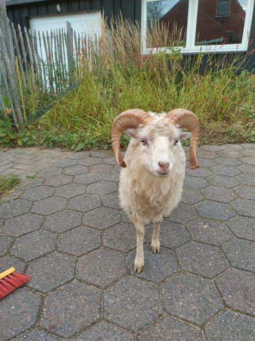 Quessant, Dieren en Toebehoren, Schapen, Geiten en Varkens, Schaap, Mannelijk