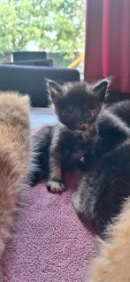 Aangeboden kittens, Dieren en Toebehoren, Katten en Kittens | Overige Katten