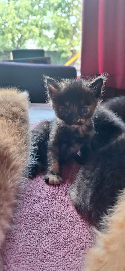 Aangeboden kittens, Dieren en Toebehoren, Katten en Kittens | Overige Katten