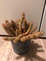 Cactus, Ophalen, Minder dan 100 cm, Volle zon, In pot