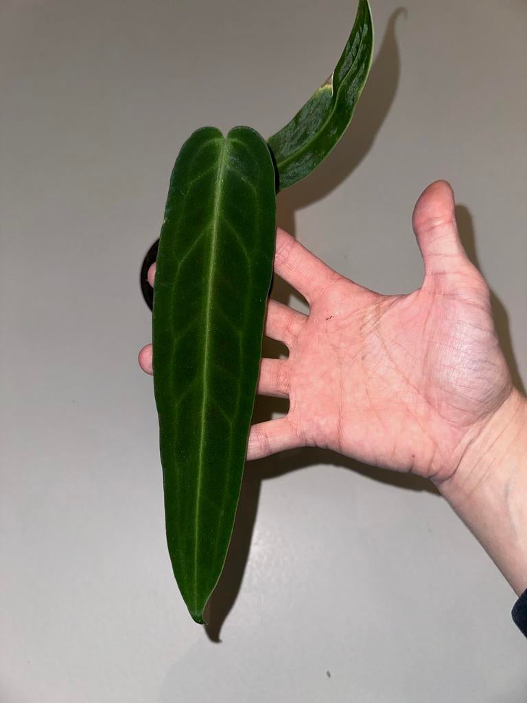 Anthurium Warocqueanum - Queen Anthurium, Huis en Inrichting, Kamerplanten, Ophalen, Overige soorten, Halfschaduw, In pot