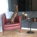 Bengaal dekkater met stamboom, Dieren en Toebehoren, Kater, Met stamboom, 3 tot 5 jaar