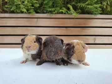 Lieve us teddy cavia's beschikbaar voor biedingen