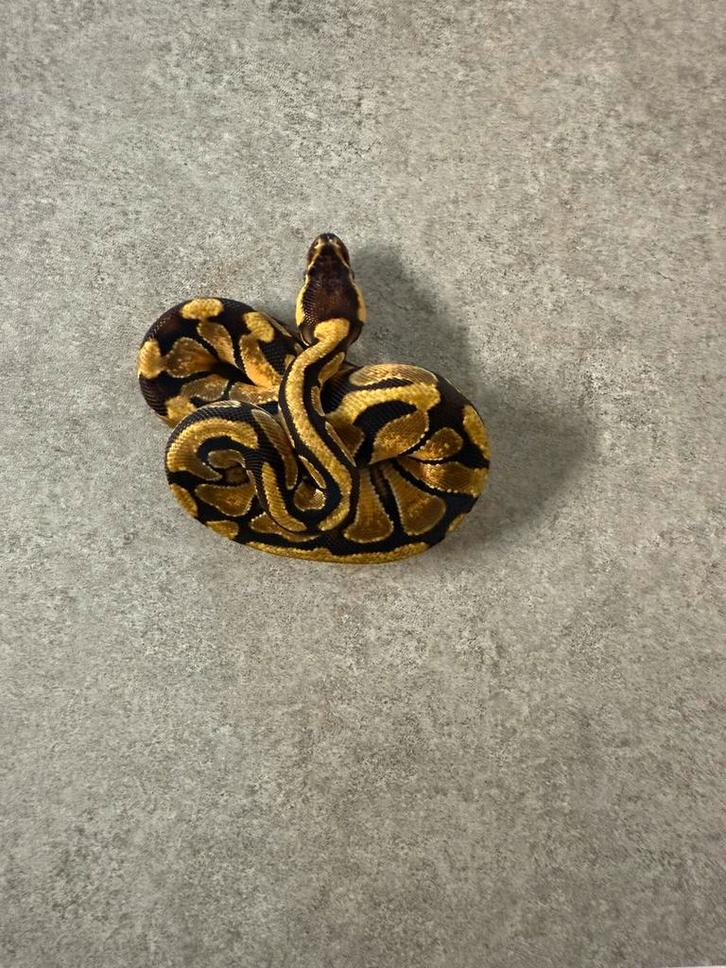 0.1 enchi 100% het desert ghost 66% het amur koningspython