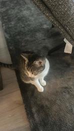 Kat gratis op te halen, Poes, Kortharig, 0 tot 2 jaar
