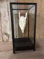 Mooie vitrine met een muntjak schedel, Ophalen, Nieuw, Hert, Schedel