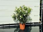 Witte Oleander - hoogte 60-80 cm, Tuin en Terras, Planten | Bomen, In pot, Minder dan 100 cm, Halfschaduw, Lente