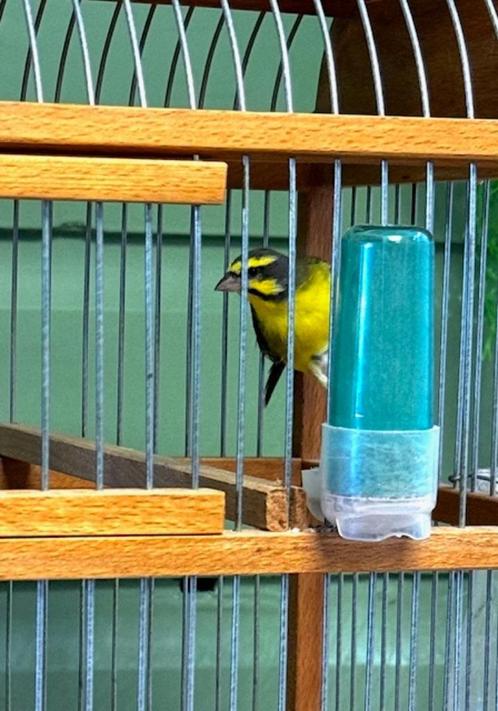 Te Koop Mozambiquesijs Man, Dieren en Toebehoren, Vogels | Overige Vogels, Tropenvogel, Meerdere dieren