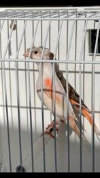 Te koop een koppel harlekijn kanaries, Dieren en Toebehoren, Meerdere dieren, Postuurkanarie