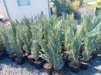 Blauwe coniferen te koop per stuk., Tuin en Terras, Planten | Tuinplanten, Ophalen