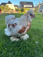 Twee prachtige zijdehoender (Silkie) haantjes, Dieren en Toebehoren, Pluimvee, Mannelijk, Kip