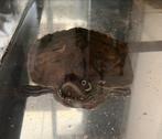 Hiëroglief Sierschildpad, Dieren en Toebehoren, Schildpad, Met terrarium, 11 jaar of ouder