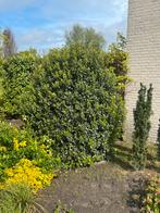 Viburnum (> 2m) , zelf rooien, Tuin en Terras, Overige soorten, Struik, Ophalen, 100 tot 250 cm