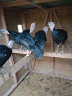 kalkoen hanen, Dieren en Toebehoren, Pluimvee, Mannelijk, Kalkoen