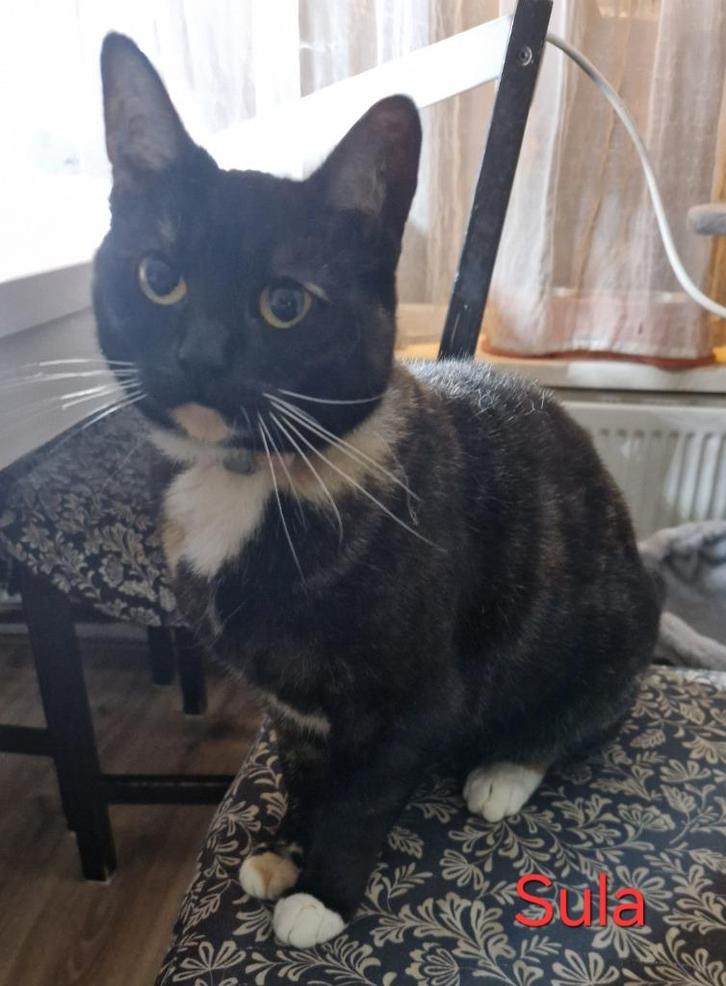 Gezocht een warme mand voor vier poezen, Dieren en Toebehoren, Katten en Kittens | Overige Katten, Kortharig, Poes, 0 tot 2 jaar