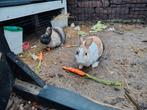 Twee dwerg konijnen inclusief hok en ren, Dieren en Toebehoren, Konijnen, Mannelijk, Dwerg