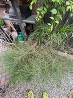 Plant, Tuin en Terras, Planten | Tuinplanten, Vaste plant, Halfschaduw, Lente, Ophalen