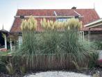 pampasgras (Cortaderia selloana) met houten bak & opstelling, Ophalen, Volle zon, Overige soorten