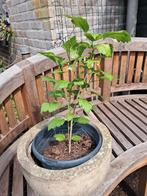 Stevige hibiscus zaailing, Tuin en Terras, Planten | Tuinplanten, Ophalen, Zomer, Overige soorten, Halfschaduw