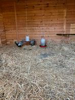 Gezocht! Wyandotte hen, Dieren en Toebehoren, Meerdere dieren, Kip