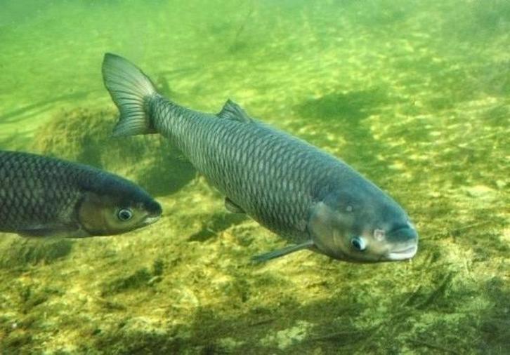 Graskarper, de tuinman in uw vijver, graskarpers, Dieren en Toebehoren, Vissen | Vijvervissen, Karper of Koi